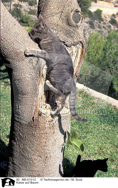 Katze auf Baum / cat on tree / MS-01012