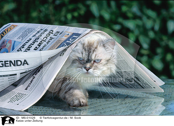 Katze unter Zeitung / cat under newspaper / MS-01026