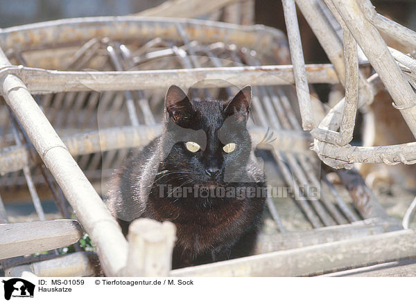 Hauskatze / domestic cat / MS-01059