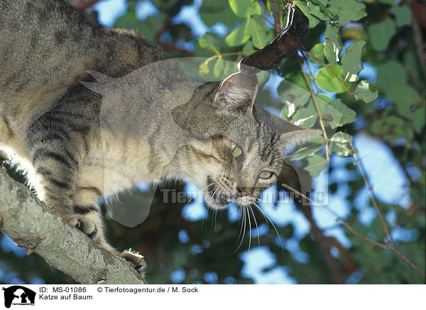 Katze auf Baum / cat on tree / MS-01086