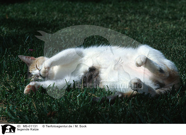 liegende Katze / lying cat / MS-01131