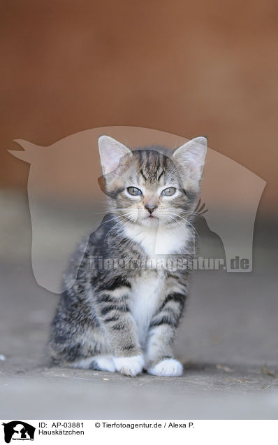 Hausktzchen / domestic kitten / AP-03881