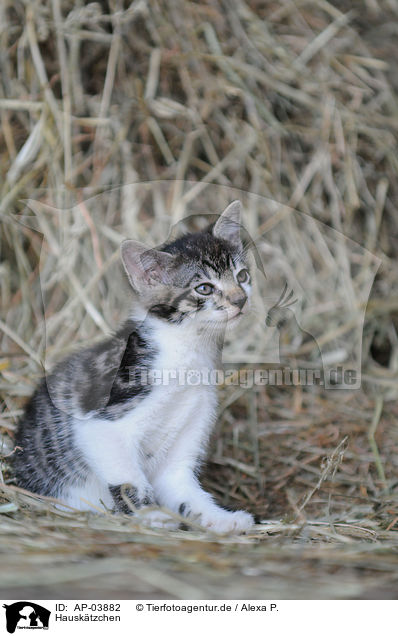 Hausktzchen / domestic kitten / AP-03882