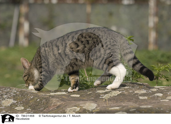 Hauskatze / domestic cat / TM-01468