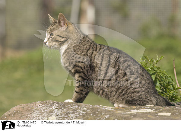 Hauskatze / domestic cat / TM-01470