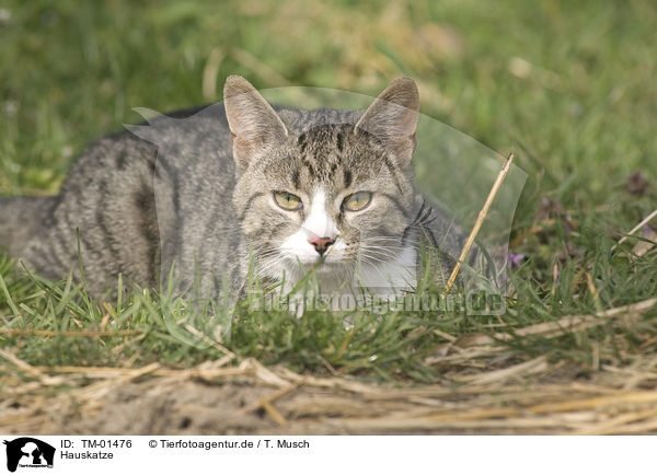 Hauskatze / domestic cat / TM-01476