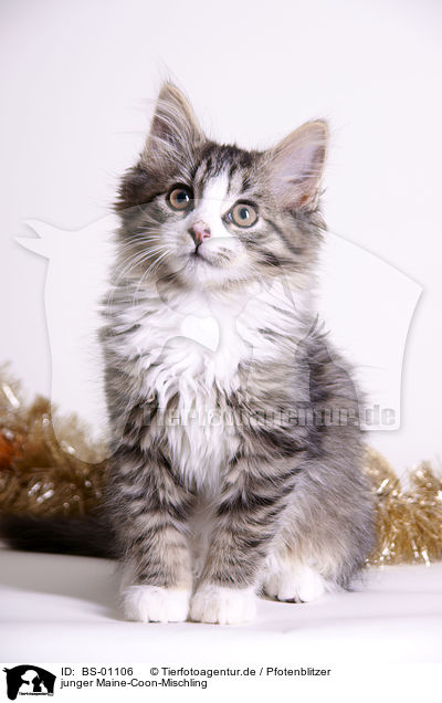 junger Maine-Coon-Mischling / young crossbreed / BS-01106