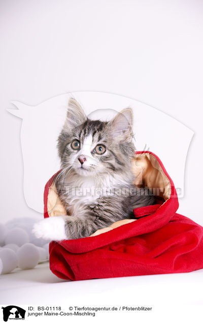 junger Maine-Coon-Mischling / young crossbreed / BS-01118