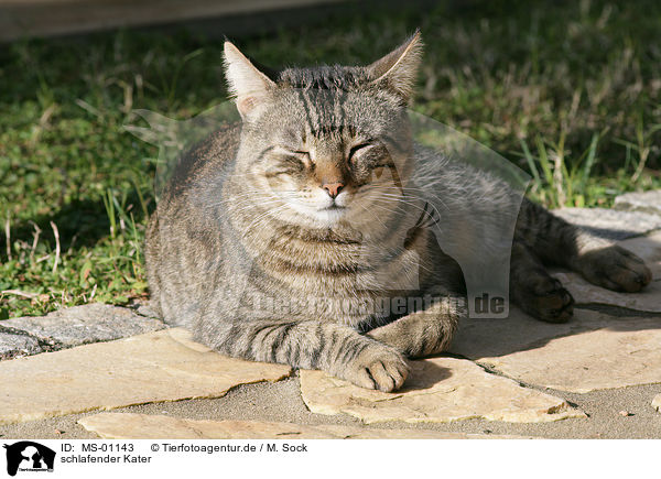 schlafender Kater / sleeping tomcat / MS-01143