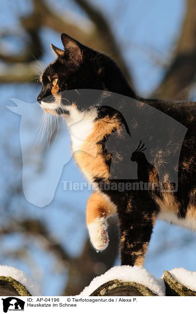 Hauskatze im Schnee / cat in snow / AP-04196