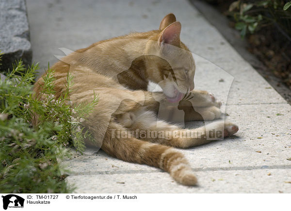 Hauskatze / domestic cat / TM-01727