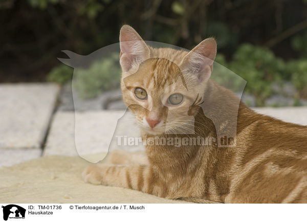 Hauskatze / domestic cat / TM-01736