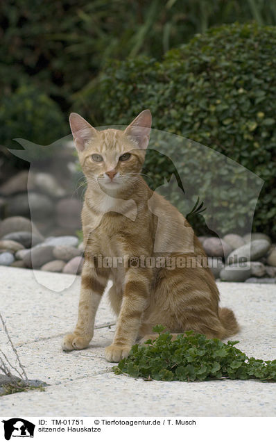 sitzende Hauskatze / sitting cat / TM-01751