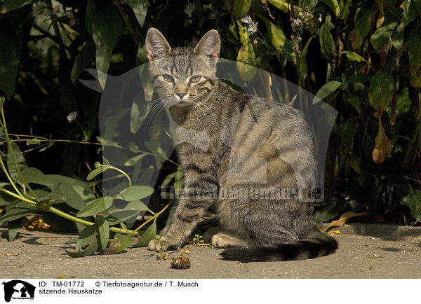 sitzende Hauskatze / sitting cat / TM-01772