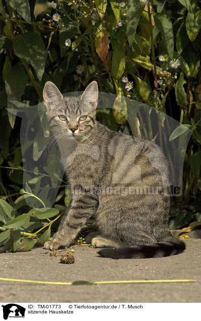 sitzende Hauskatze / sitting cat / TM-01773