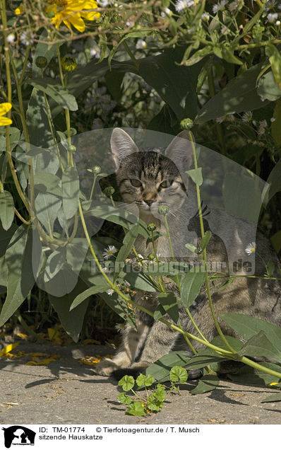 sitzende Hauskatze / sitting cat / TM-01774