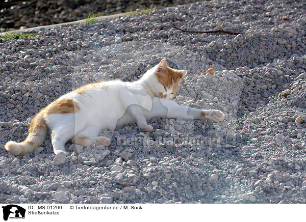 Straenkatze / domestic cat / MS-01200