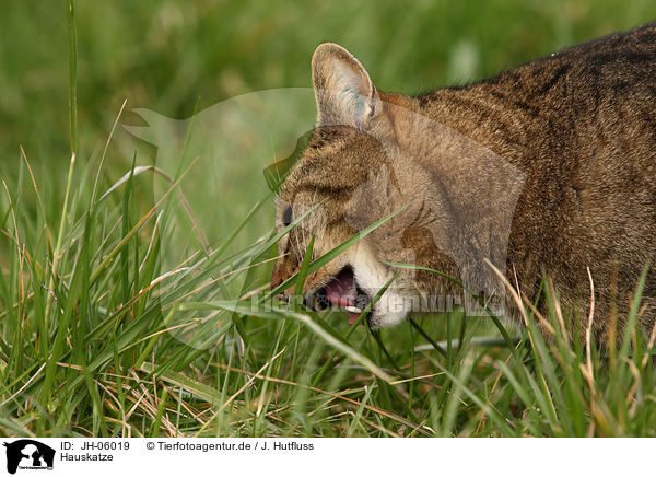 Hauskatze / domestic cat / JH-06019