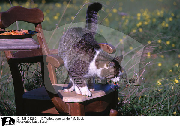 Hauskatze klaut Essen / domestic cat steals food / MS-01290