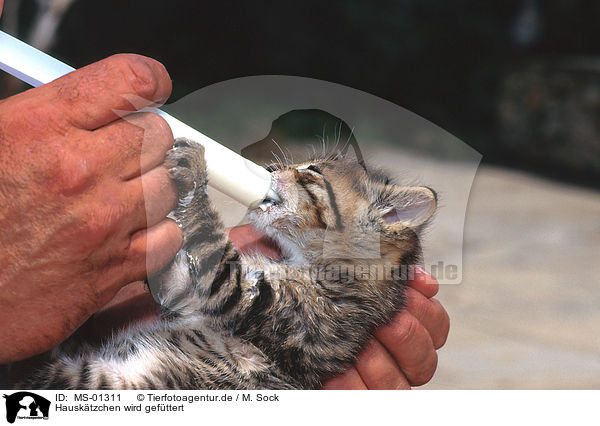 Hausktzchen wird gefttert / feeding kitten / MS-01311
