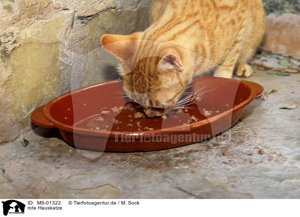 rote Hauskatze / red-tabby cat / MS-01322