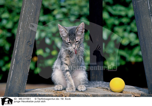 junge Hauskatze putzt sich / young domestic cat cleaning oneself / MS-01561