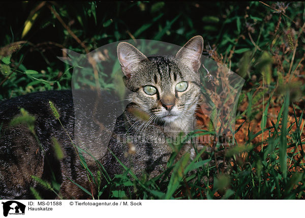 Hauskatze / domestic cat / MS-01588