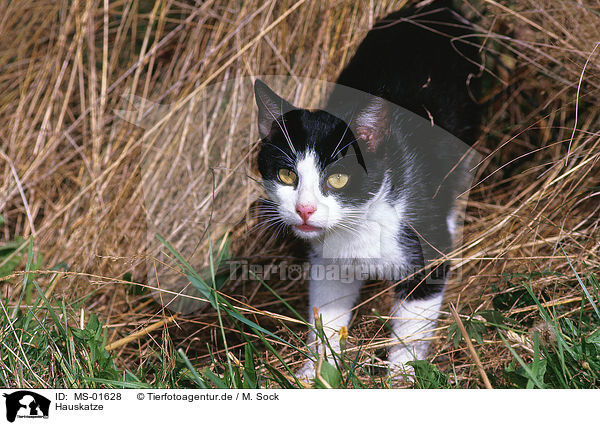 Hauskatze / domestic cat / MS-01628