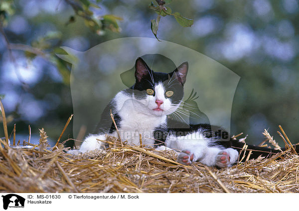 Hauskatze / domestic cat / MS-01630