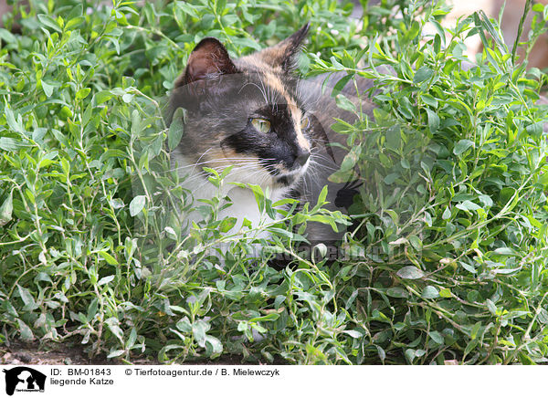 liegende Katze / lying cat / BM-01843