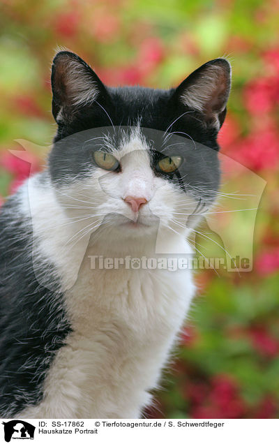 Hauskatze Portrait / domestic cat portrait / SS-17862