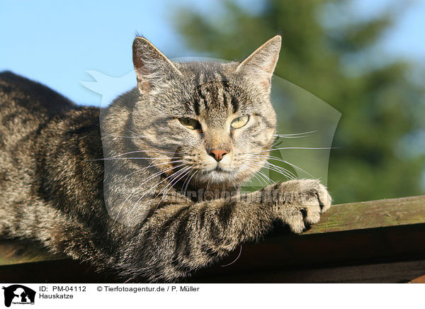 Hauskatze / domestic cat / PM-04112