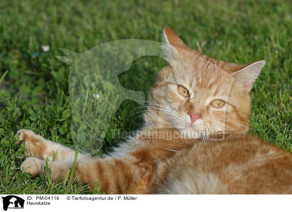 Hauskatze / domestic cat / PM-04116