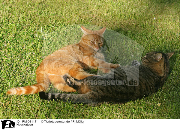 Hauskatzen / domestic cats / PM-04117