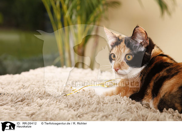 Hauskatze / domestic cat / RR-26412