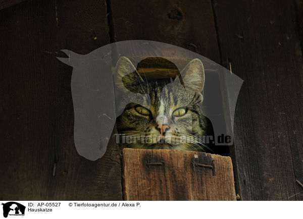 Hauskatze / domestic cat / AP-05527