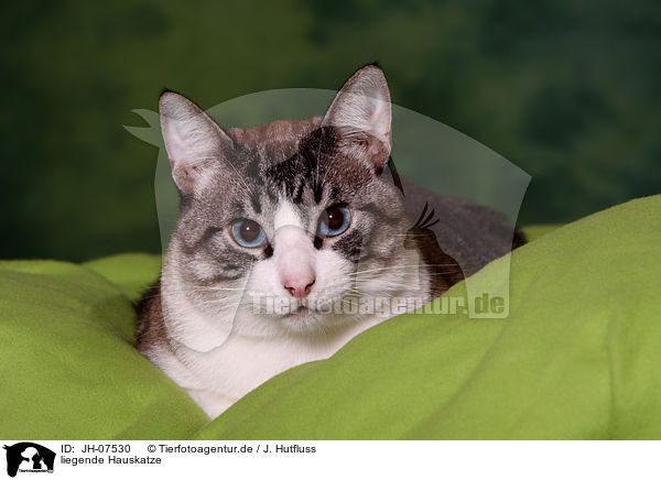 liegende Hauskatze / lying domestic cat / JH-07530