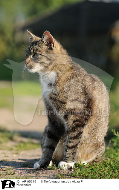 Hauskatze / domestic cat / AP-05645