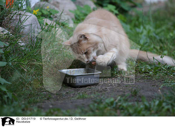 Hauskatze / domestic cat / DG-01719