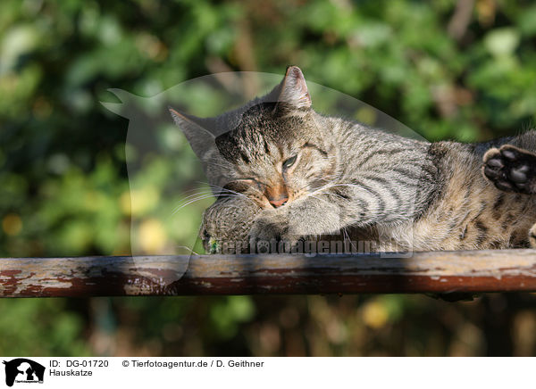 Hauskatze / domestic cat / DG-01720
