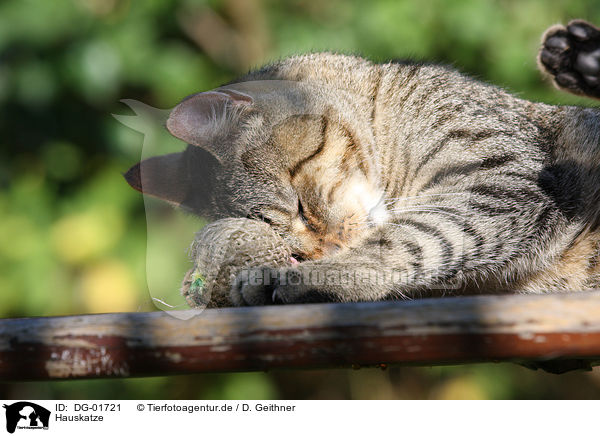 Hauskatze / domestic cat / DG-01721