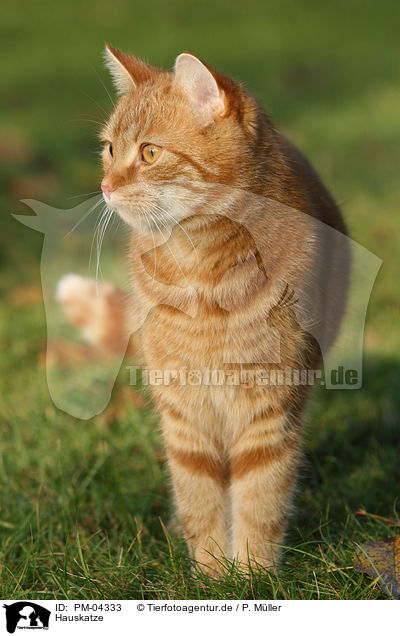 Hauskatze / domestic cat / PM-04333