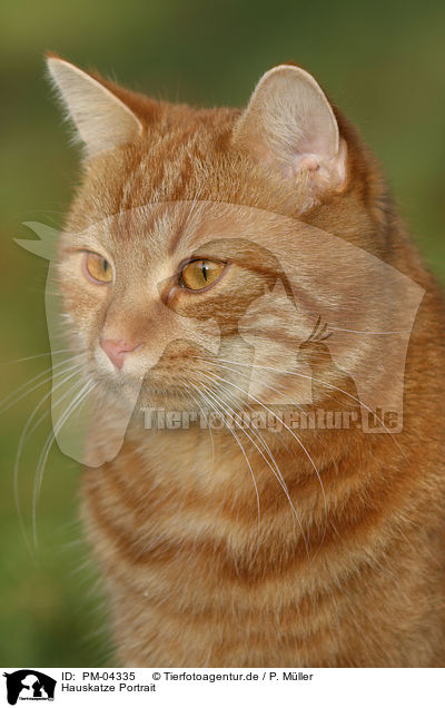 Hauskatze Portrait / domestic cat portrait / PM-04335