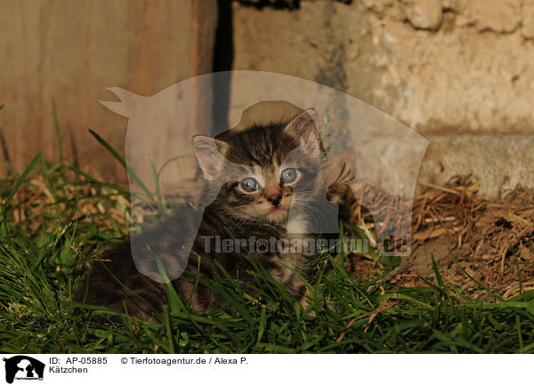 Ktzchen / kitten / AP-05885