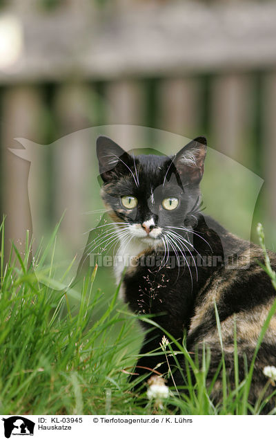 Hauskatze / domestic cat / KL-03945