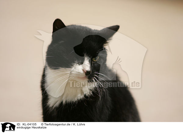 einugige Hauskatze / one-eyed domestic cat / KL-04105