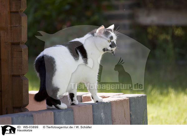 Hauskatze / domestic cat / WS-03899