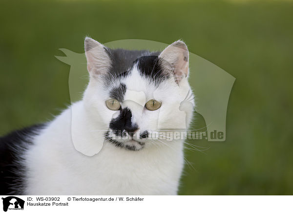 Hauskatze Portrait / domestic cat portrait / WS-03902