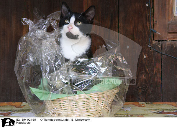 Hauskatze / domesitic cat / BM-02155