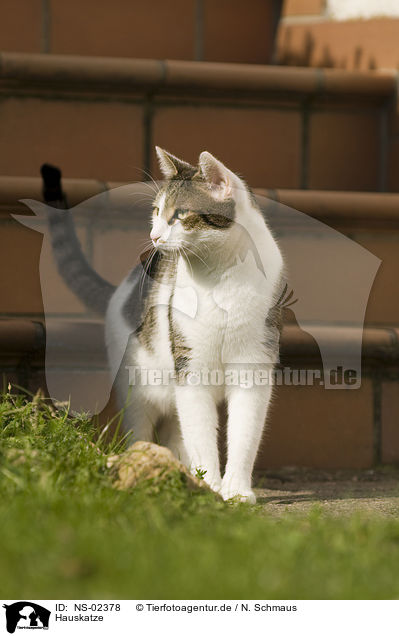 Hauskatze / domestic cat / NS-02378